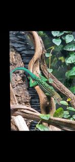 Anolis Marmoratus Trois-Rivières (m), Dieren en Toebehoren, Reptielen en Amfibieën, Hagedis