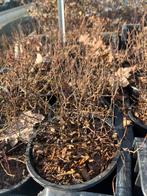 Spiraea japonica 'Dart's Red' - Spierstruik, Tuin en Terras, Planten | Tuinplanten, Volle zon, Vaste plant, Zomer, Ophalen