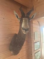 Blesbok, Ophalen