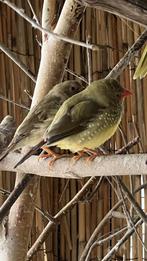 Binsenastrilde Roodkop, Dieren en Toebehoren, Vogels | Overige Vogels, Meerdere dieren, Tropenvogel