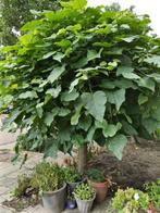 Gratis Bolcatalpa's, Tuin en Terras, Planten | Bomen, Bloeit niet, 100 tot 250 cm, Ophalen, Volle zon