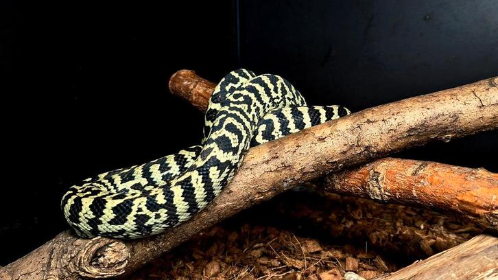 1.0 Morelia spilota cheynei CB2021