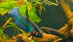 Betta foerschi te koop. Ben zaterdag op Vivarium., Dieren en Toebehoren, Vis
