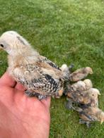 Kuikens sabelpoot, Geslacht onbekend, Kip