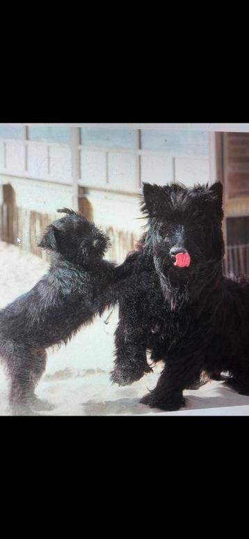 Honden die geloopt willen worden beschikbaar voor biedingen