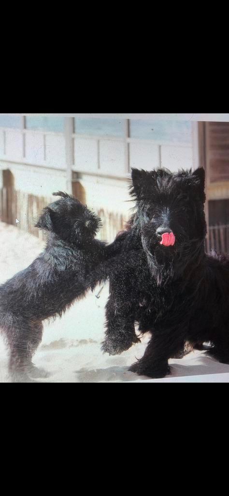Honden die geloopt willen worden, Dieren en Toebehoren, Honden | Niet-rashonden, Reu, Particulier, Meerdere, Buitenland, 6 jaar of ouder