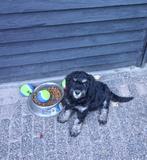 Sociale, slimme, gezonde en mooie aussie doodle pup puppy, Dieren en Toebehoren, Honden | Niet-rashonden, Rabiës (hondsdolheid)