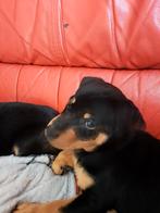 Te koop, Jack Russell Terriër, Reu, Meerdere, Nederland