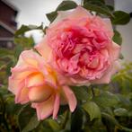 David Austin, Janet. struik in 5L pot, Ophalen of Verzenden, Overige soorten, Volle zon