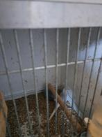 Mooi koppel diamant duiven, Dieren en Toebehoren, Meerdere dieren, Tropenvogel