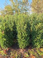 Ilex crenata - Japanse hulst - Buxus vervanger, Ophalen, Hulst, Haag, 100 tot 250 cm