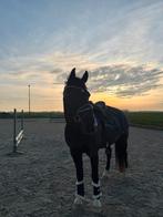 Gezocht; pensionplek, Dieren en Toebehoren, Stalling en Weidegang, Stalling, 1 paard of pony