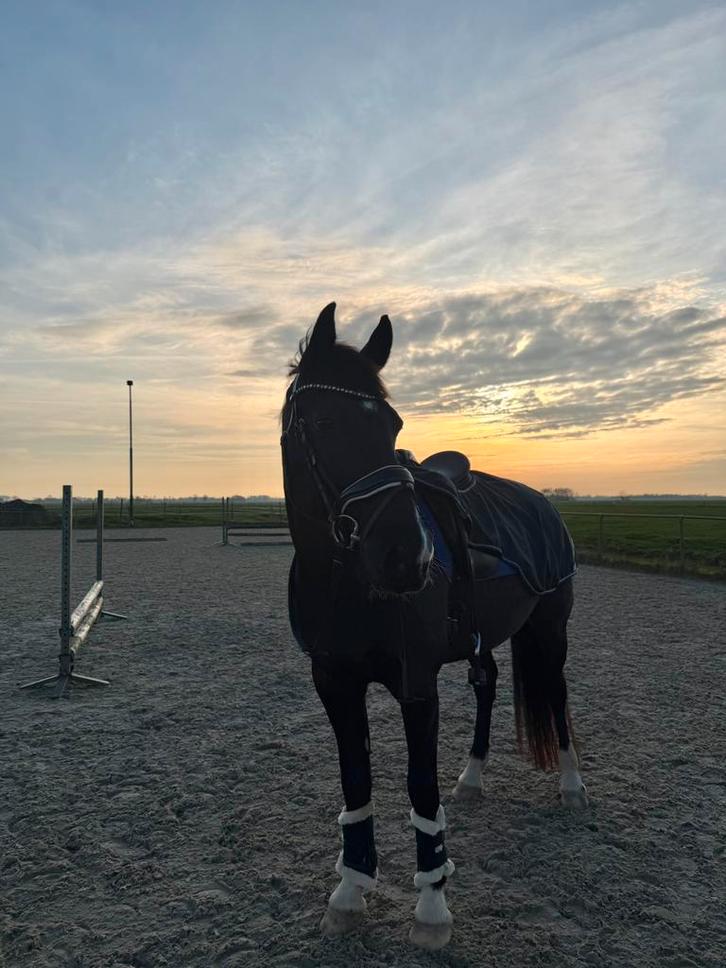 Gezocht; pensionplek, Dieren en Toebehoren, Stalling en Weidegang, Stalling, 1 paard of pony