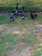Pacific rotgans onverwant, Meerdere dieren, Gans of Zwaan