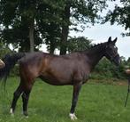 Tekoop: Drachtige voorlopig Keur merrie!, Dieren en Toebehoren, Paarden, Merrie, Gechipt, Zadelmak, 160 tot 165 cm