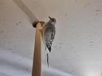 Tropische vogels | Veel keuze | Passend advies, Dieren en Toebehoren, Meerdere dieren, Kleurkanarie