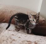 Mooie Xing Ragdoll.kittens, Dieren en Toebehoren, Katten en Kittens | Overige Katten, Meerdere dieren, Kortharig, 0 tot 2 jaar