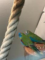 Koppel  turquoisineparkiet  van 25, Meerdere dieren, Tropenvogel, Geringd