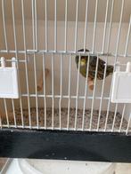 Gloster man, Dieren en Toebehoren, Mannelijk