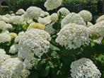 Hortensia Annabelle, Ophalen of Verzenden, Hortensia, Struik, Minder dan 100 cm