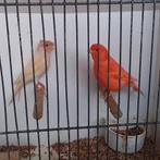 Kanaries, Meerdere dieren, Kleurkanarie