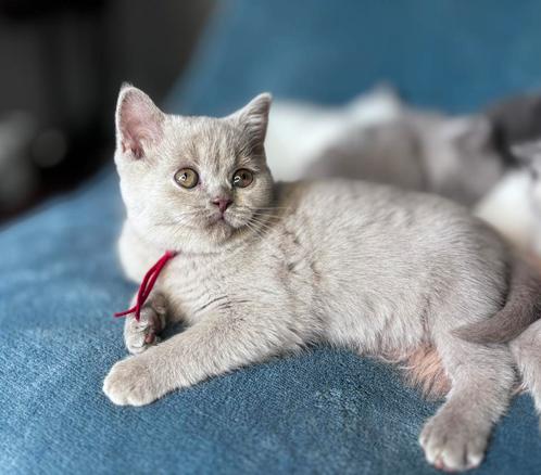 Te koop: 7 Lieve Britse Korthaar Kittens 11 weken oud, Dieren en Toebehoren, Katten en Kittens | Raskatten | Korthaar, Meerdere dieren