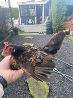 Serama hen, Dieren en Toebehoren, Pluimvee, Vrouwelijk, Kip