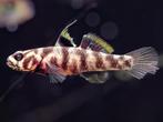 Mugilogobius Adeia 4 stuks, Vis