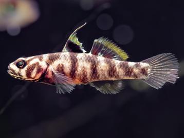 Mugilogobius Adeia 4 stuks beschikbaar voor biedingen