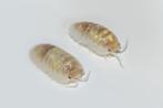 Armadillidium depressum "Magic Potion", Dieren en Toebehoren, Insecten en Spinnen, Overige soorten