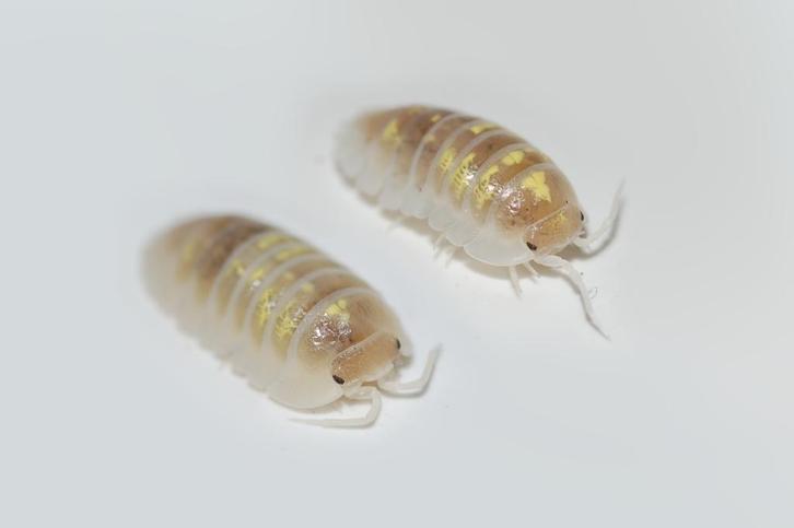 Armadillidium depressum "Magic Potion", Dieren en Toebehoren, Insecten en Spinnen, Overige soorten