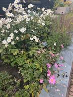 Herfstanemoon, Tuin en Terras, Planten | Tuinplanten, Overige soorten, Vaste plant, Ophalen of Verzenden, Halfschaduw