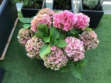 Hortensia in pot roze  beschikbaar voor biedingen