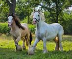 Tinker ruin, Dieren en Toebehoren, Ruin, E pony (1.48m - 1.57m), Recreatiepony, 3 tot 6 jaar