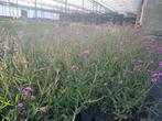 IJzerhard Verbena bonariensis, Tuin en Terras, Planten | Tuinplanten, Ophalen of Verzenden, Volle zon