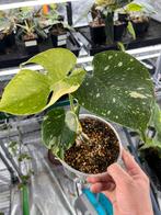 Monstera Thai Constellation, Overige soorten, In pot, Minder dan 100 cm, Bloeiende kamerplant