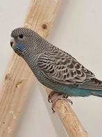 2 st. Jonge blackface split dun fallow kans blackwing, Meerdere dieren, Parkiet