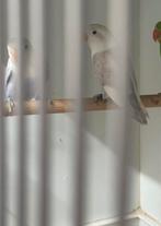 2 jonge agapornissen, Dieren en Toebehoren, Vogels | Parkieten en Papegaaien, Geslacht onbekend, Dwergpapegaai of Agapornis, Geringd