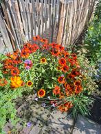 Rudbeckia 'Cherry Brandy' Vaste Plant, Ophalen of Verzenden, Volle zon