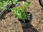 Fazantbes, Leycesteria formosa 2 stuks, Ophalen, Overige soorten