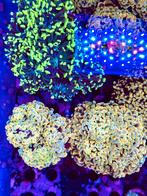 Felgekleurde koralen stekken uit eigen kweek, Dieren en Toebehoren, Vissen | Aquaria en Toebehoren, Ophalen, Nieuw, Gevuld zeewateraquarium