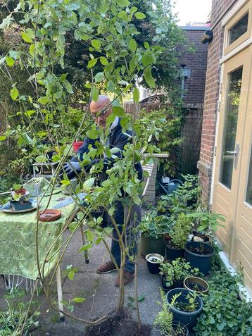 Kluit Witte kornoelje, 2,5 m hoog! Gifvrij gekweekt beschikbaar voor biedingen