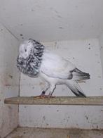 Mooie kropper doffer, Dieren en Toebehoren, Vogels | Duiven, Mannelijk, Kropper