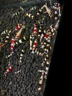 Crystal red en black cardinia garnalen, Dieren en Toebehoren, Kreeft, Krab of Garnaal