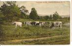 KOEIEN ZWARTBOND  U S A  verz naar    france  nr  1860, Verzenden, 1920 tot 1940, Gelopen, Overige soorten