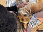 HondenHealing aan huis, help u hond ontspannen, Dieren en Toebehoren, Ophalen of Verzenden