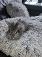 4 jonge leeuwenkop konijntjes, Meerdere dieren