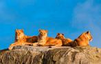 E-tickets voor WILDLANDS Adventure Zoo Emmen, Twee personen, Ticket of Toegangskaart