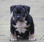 American Bully pups met stamboom mogen mee!!, Overige rassen, CDV (hondenziekte), 8 tot 15 weken, Meerdere