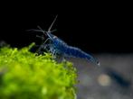 Blauwe garnalen €1,00ACTIE!!!, Kreeft, Krab of Garnaal